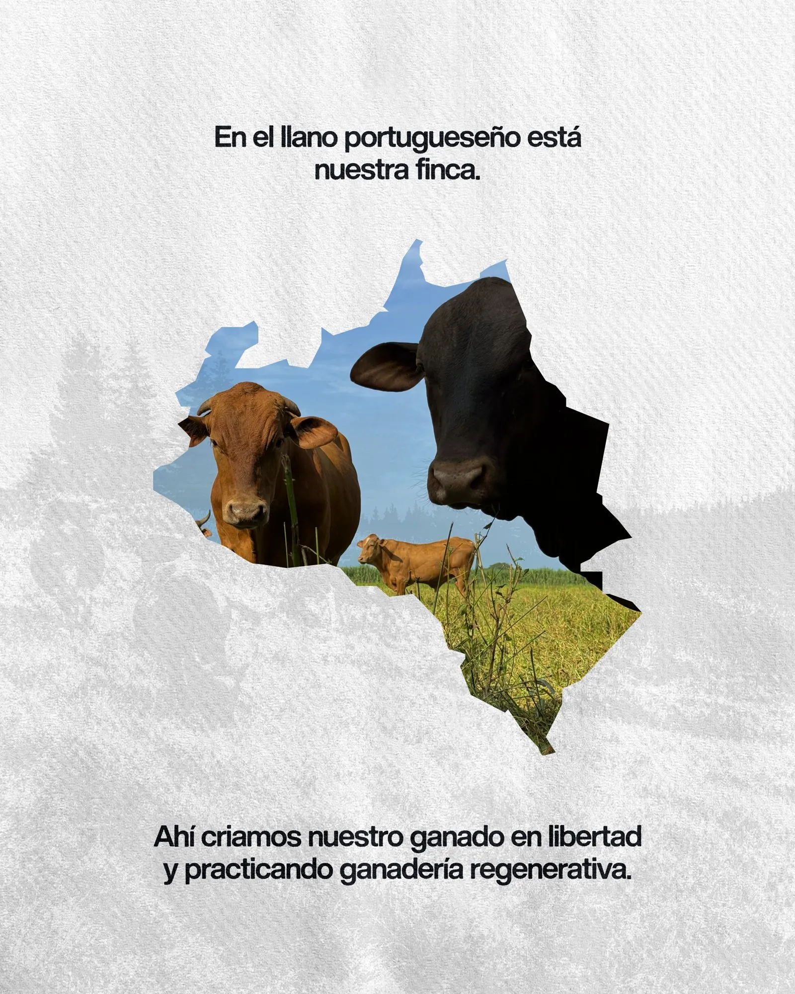 En el llano portugueseño está nuestra finca